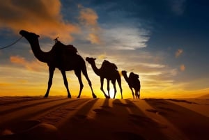 Marrakech: Wüstenexkursion, Quad, Kamel, Abendessen & Feuershow