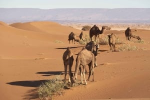 Fra Marrakech: 3 dage og 2 nætter til Sahara Merzouga-ørkenen