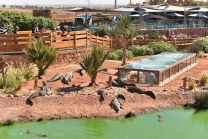 Vanuit Marrakech: Dagtocht Agadir met bezoek aan strand en jachthaven