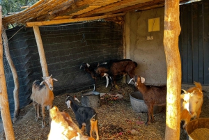 From Marrakech: Agafay Desert Buggy 1Hour & Dinner Show