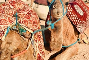 From Marrakech: Agafay Desert Dinner and Optional Camel Ride