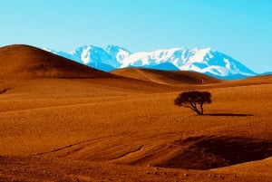 From Marrakech: Agafay Desert Dinner and Optional Camel Ride