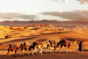 Marrakech: Agafay Desert Quad & Camel Rides and Dinner Show