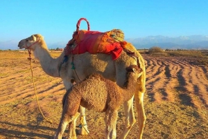 From Marrakech: Agafay Desert Dinner with Quad or Camel Ride