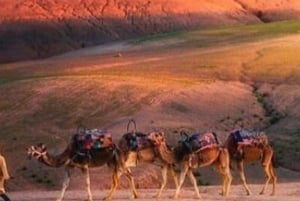 From Marrakech: Agafay Desert Horse ride with sunset