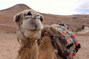 Da Marrakech: Giro in cammello al tramonto, cena e spettacolo ad Agafay