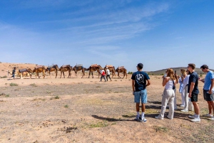 Från Marrakech: Agafay Sunset Camel Tour med middag och show