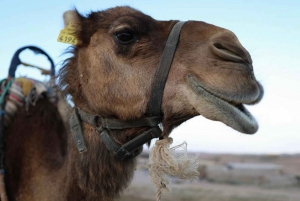 From Marrakech: Agafay Sunset Camel Tour with Dinner & Show