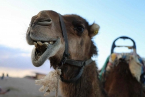 From Marrakech: Agafay Sunset Camel Tour with Dinner & Show