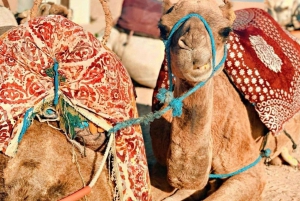 Från Marrakech: Agafay Sunset Camel Tour med middag och show