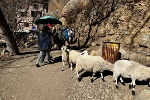 Vanuit Marrakech: Atlasgebergte en Ourika vallei tour