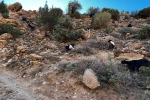 Fra Marrakech: Tur til Atlasfjellene og Ourika-dalen