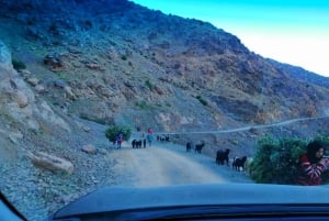 Desde Marrakech: Excursión de un día al Atlas y los Tres Valles