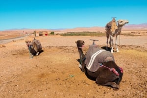 Desde tour 1 día cordillera Atlas y paseo camello