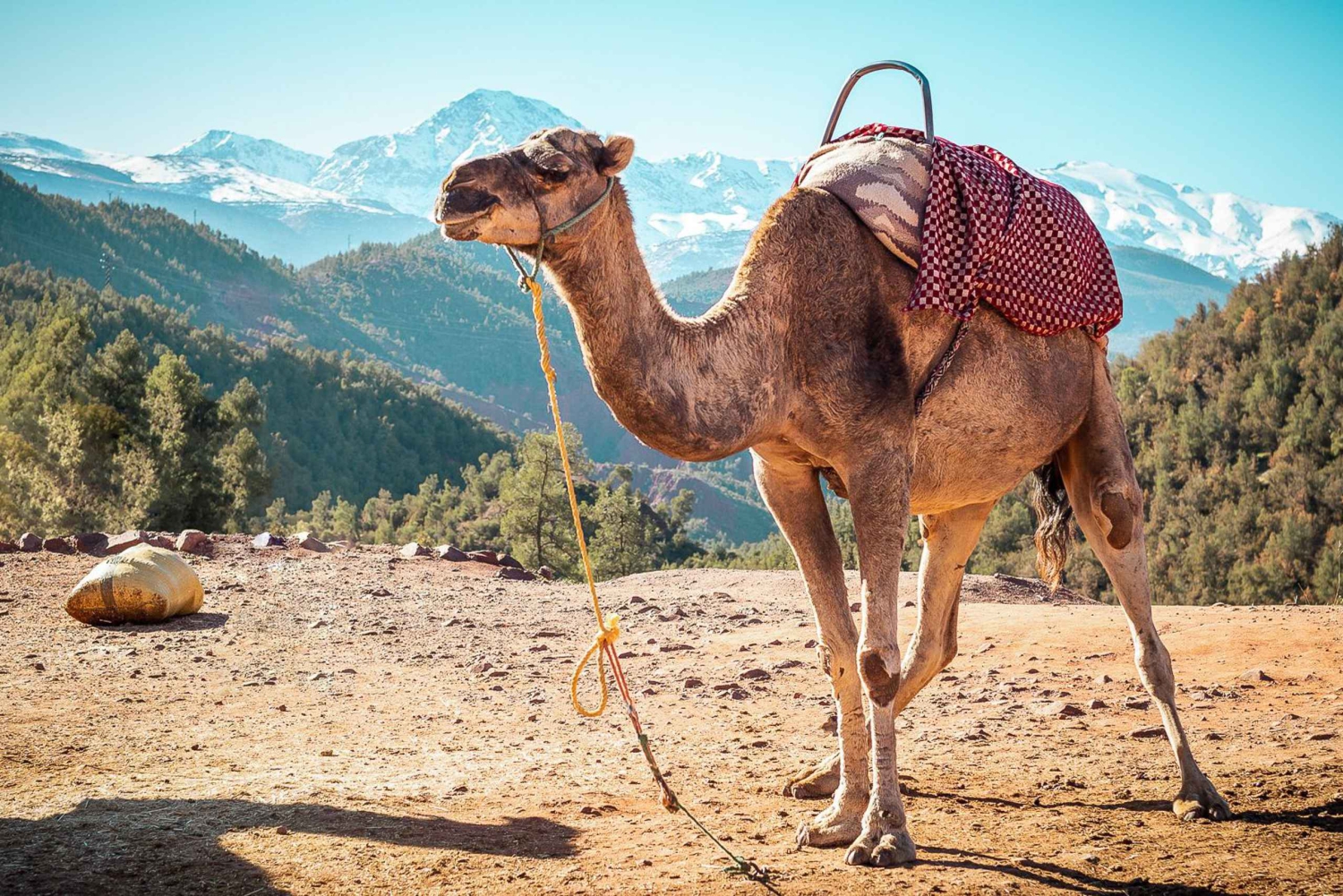 Au départ de Marrakech : randonnée d'une journée dans les montagnes de l'Atlas avec déjeuner