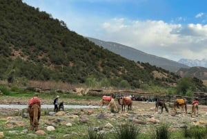 Au départ de Marrakech : randonnée d'une journée dans les montagnes de l'Atlas avec déjeuner