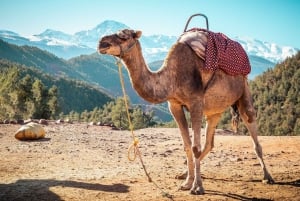 From Marrakech: Atlas Mountains Full-Day Hiking Trip