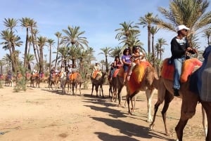 A partir de Marraquexe: Safari de meio dia Passeio de camelo no palmeiral