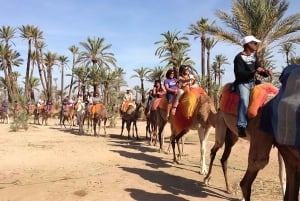 A partir de Marraquexe: Safari de meio dia Passeio de camelo no palmeiral