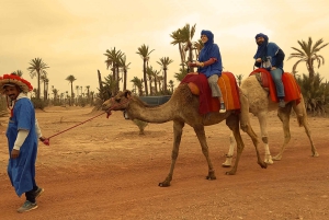 From Marrakech: Camel Ride in the Palm Grove