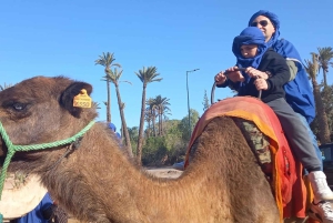 From Marrakech: Camel Ride in the Palm Grove