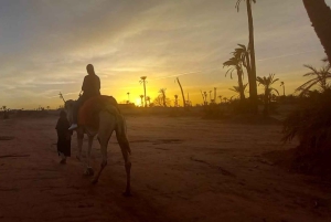 From Marrakech: Camel Ride in the Palm Grove