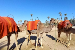 From Marrakech: Camel Ride in the Palm Grove