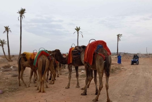 From Marrakech: Camel Ride in the Palm Grove