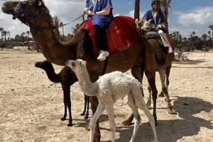 From Marrakech: Camel Ride in the Palm Grove