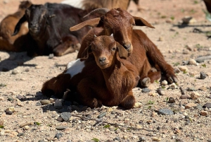 Fra Marrakech: Dagstur til Essaouira med transport