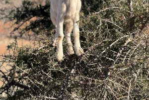Fra Marrakech: Dagstur til Essaouira med transport