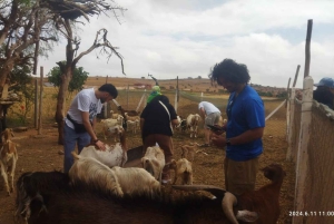 Fra Marrakech: Dagstur til Essaouira med transport