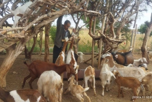 Fra Marrakech: Dagstur til Essaouira med transport