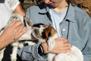 Fra Marrakech: Dagstur til Essaouira med transport