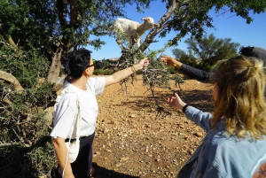 Fra Marrakech: Dagstur til Essaouira med transport