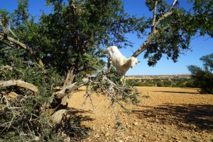 Fra Marrakech: Dagstur til Essaouira med transport