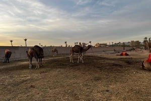 Buggy Marrakech: Agafay Desert Buggy Tours & Dinner Show