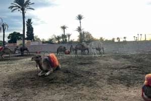 Buggy Marrakech: Agafay Desert Buggy Tours & Dinner Show