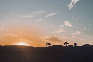 Marrakechista: Illallinen ja show Agafayn autiomaassa ja auringonlaskun katselu mönkijällä