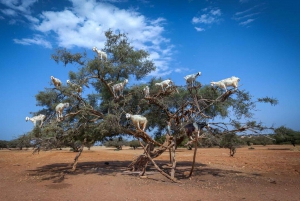 From marrakech : Essaouira day trip, the magic of Mogador