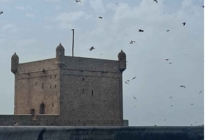 Da Marrakech: Escursione a Essaouira con cammello, cavallo e quad