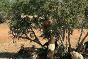 Z Marrakeszu: Jednodniowa wycieczka do Essaouiry z odbiorem z hotelu