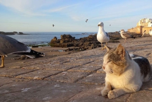 From Marrakech: Essaouira City Full-Day Trip