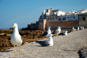 From Marrakech: Essaouira City Full-Day Trip