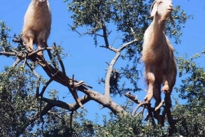 Fra Marrakech: Privat heldagstur til Essaouira