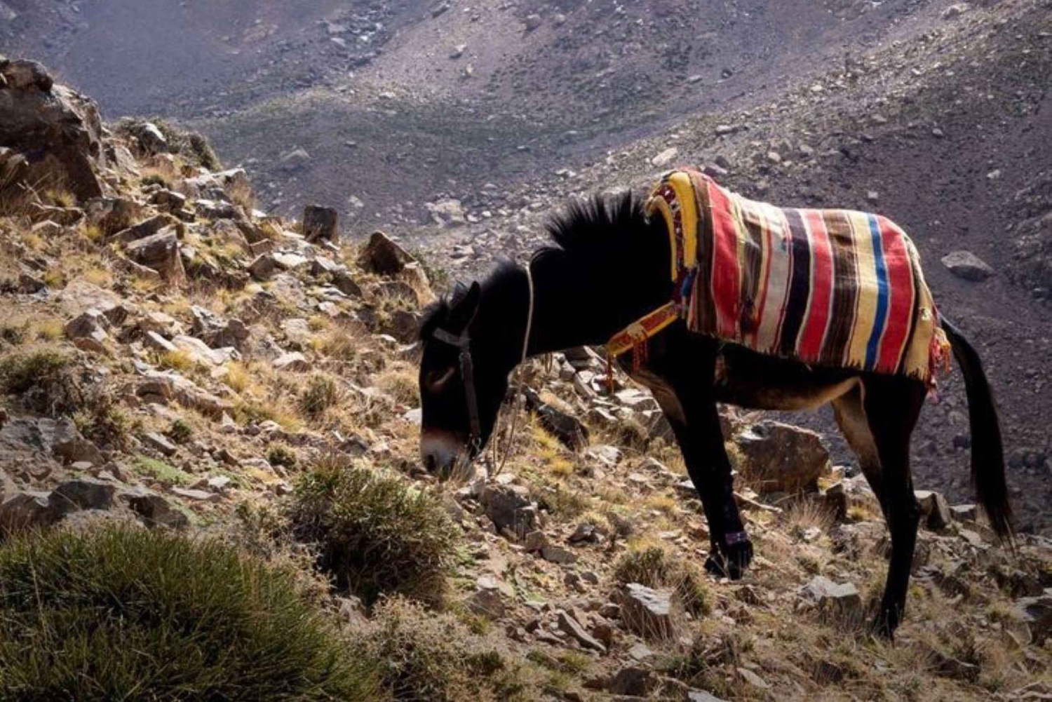 From Marrakech: Full-Day in the Atlas Mountains with Lunch