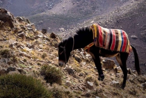 From Marrakech: Full-Day in the Atlas Mountains with Lunch