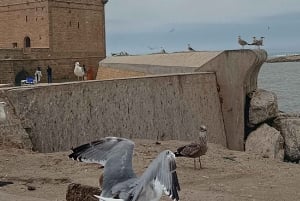 Marrakechista : Kokopäiväretki Essaouiraan