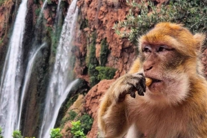 Au départ de Marrakech : Excursion d'une journée aux chutes d'Ouzoud avec tour en bateau