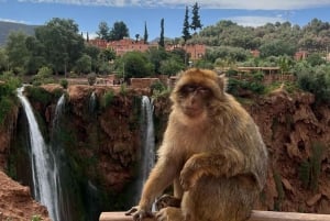 Au départ de Marrakech : Excursion d'une journée aux chutes d'Ouzoud avec tour en bateau